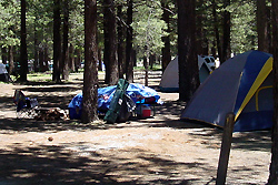 Tents pitched among the pines on the tent camping loop at Mammoth Mountain RV Park.